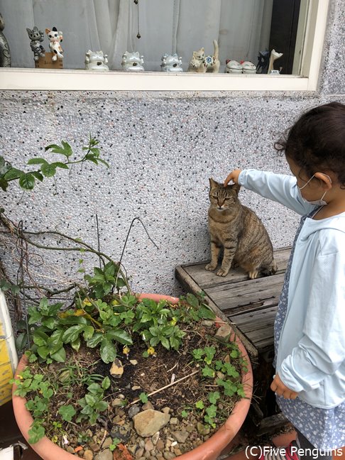 猫村で思う存分、猫と戯れよう!