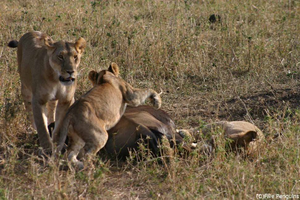 狩りのあと獲物にむしゃぶりつくマサイマラのライオンたち