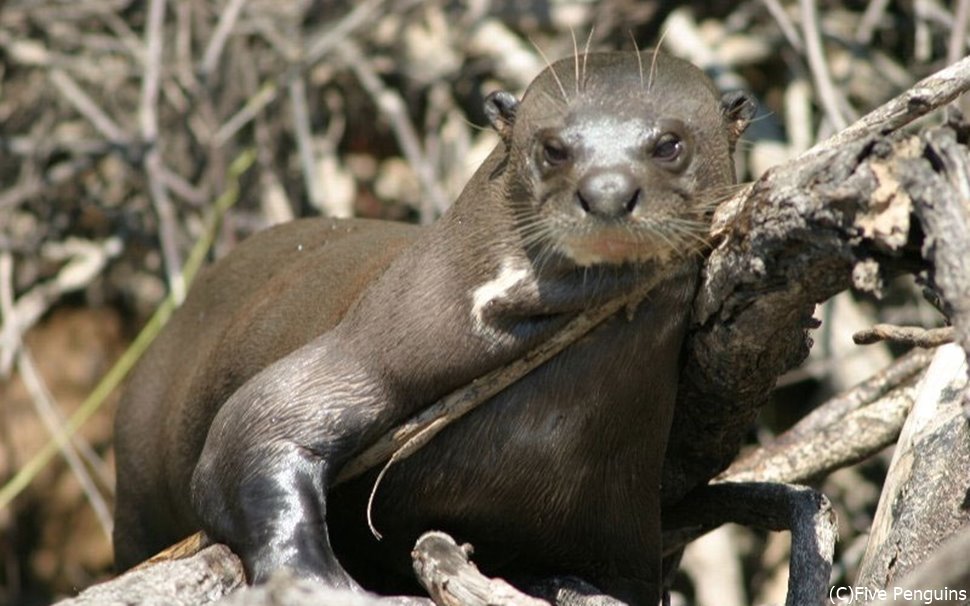 野生のカワウソを発見!