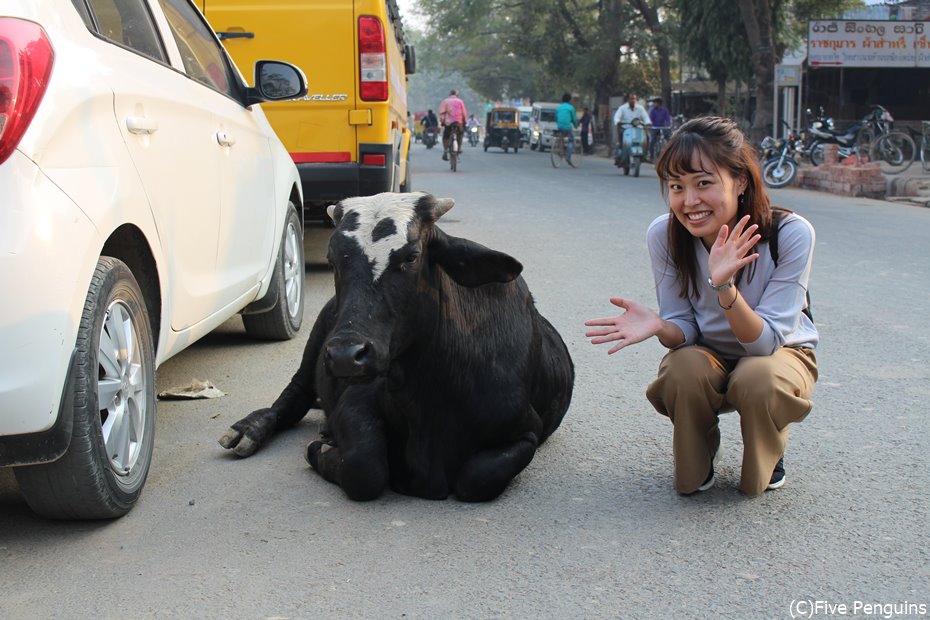 道路のど真ん中に牛。さすがインド!これぞインド!な風景です。