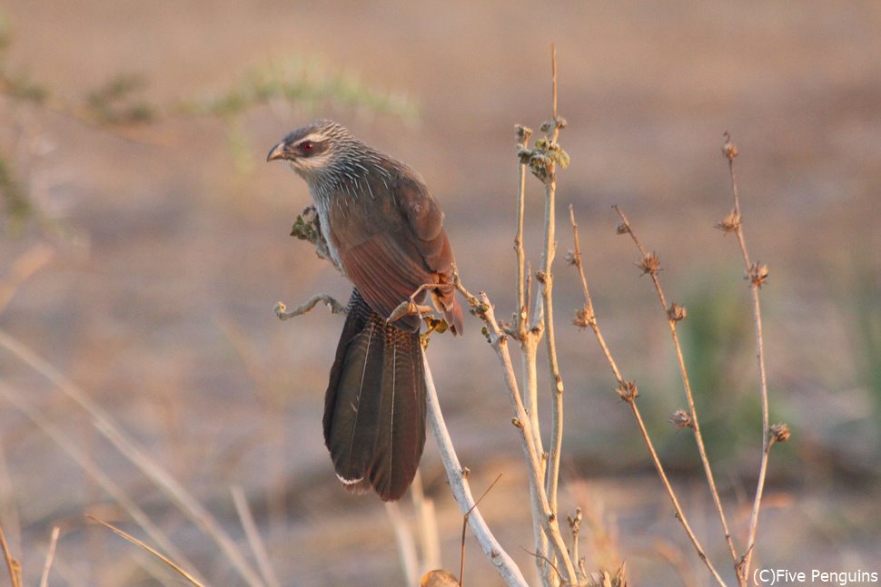 私は美しい鳥 WHITE BROWED COUCAL