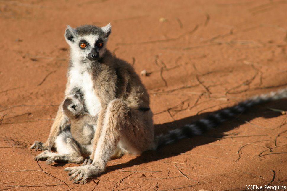 マダガスカルで見かけたワオキツネザルの親子
