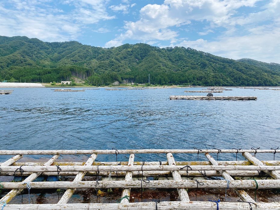 美しい三陸山田湾には牡蠣棚がたくさんある