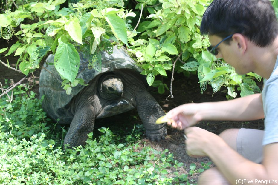 ゾウガメに餌をあげてみる