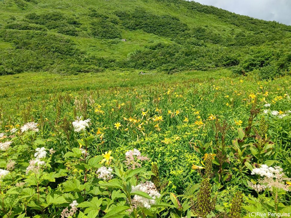 八方池へのトレッキングの手配もしてくれる