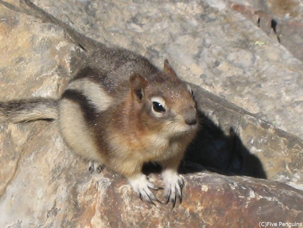 width=