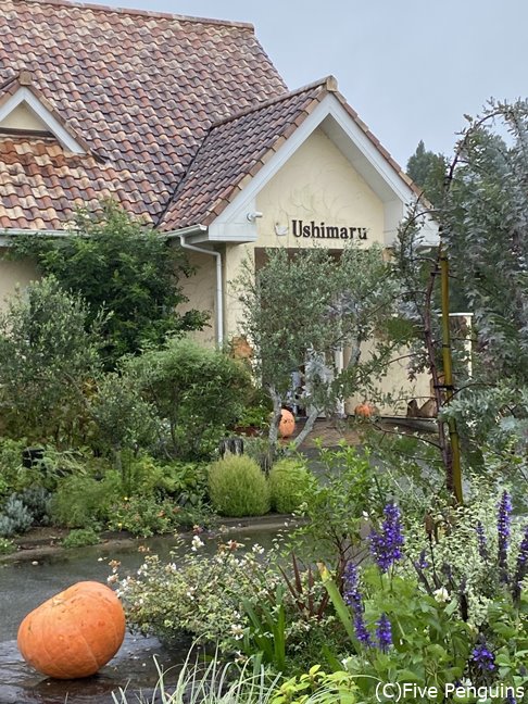 庭にはハーブなども植わっている住宅街にある洋風の建物、ハロウィンに向けて?大きなかぼちゃ