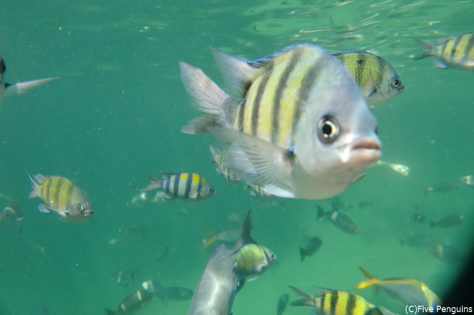 これぞ、お魚天国！ランカウイ島から1時間で行ける離島「パヤ島」にて。