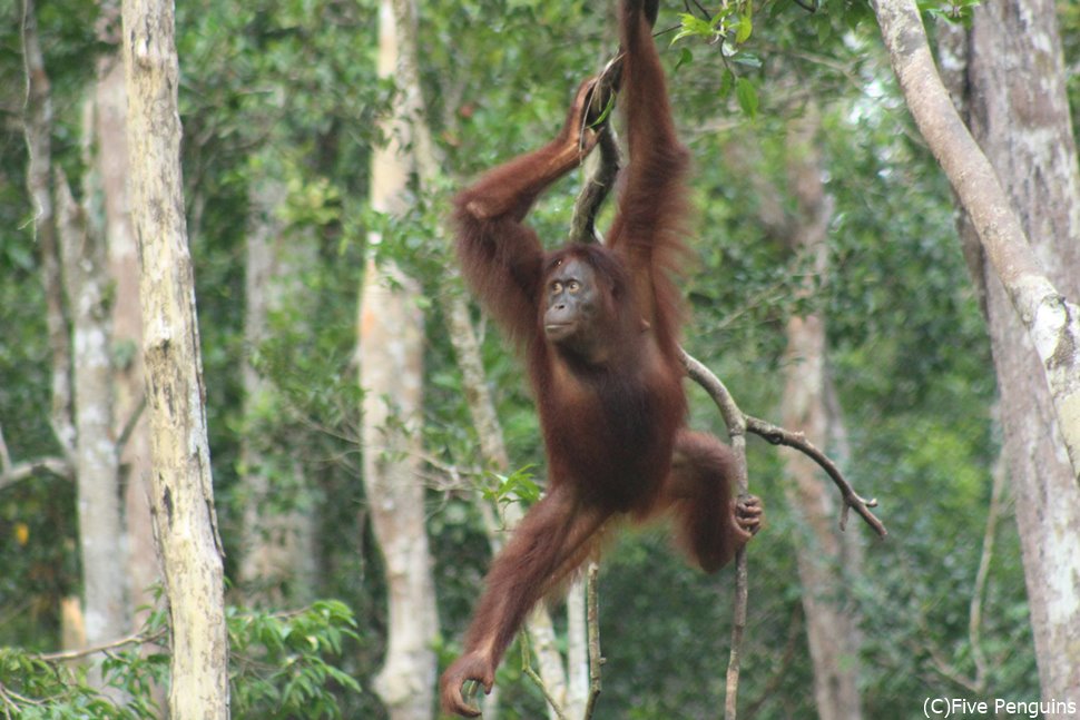 カリマンタン島で出会える希少な動物オラウータン!