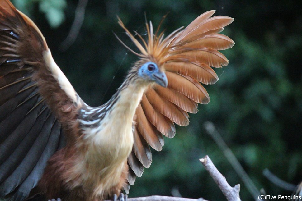 珍獣 まるで始祖鳥のような鳥 ツメバケイ(ルレナバケ近郊)