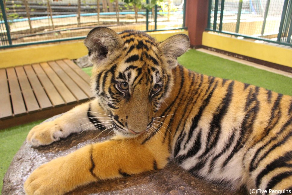 赤ちゃんトラとの触れ合いもできる!ネコ科動物の可愛さはもう…たまらん!