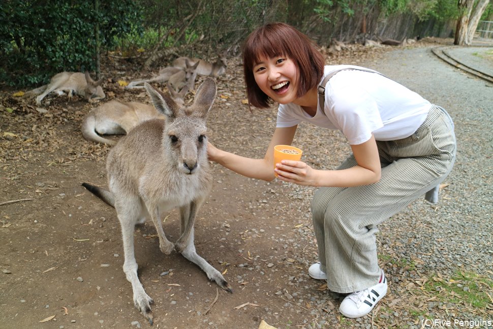 カンガルーに餌やり!ポッケに入っている赤ちゃんカンガルーも見れちゃいます。