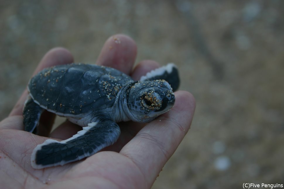 サファリ以外の見どころもあります!ラム島で出会ったウミガメの赤ちゃん♪