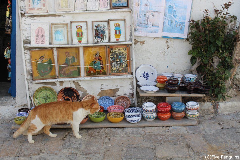チュニジア旅行では猫に会える可能性も！