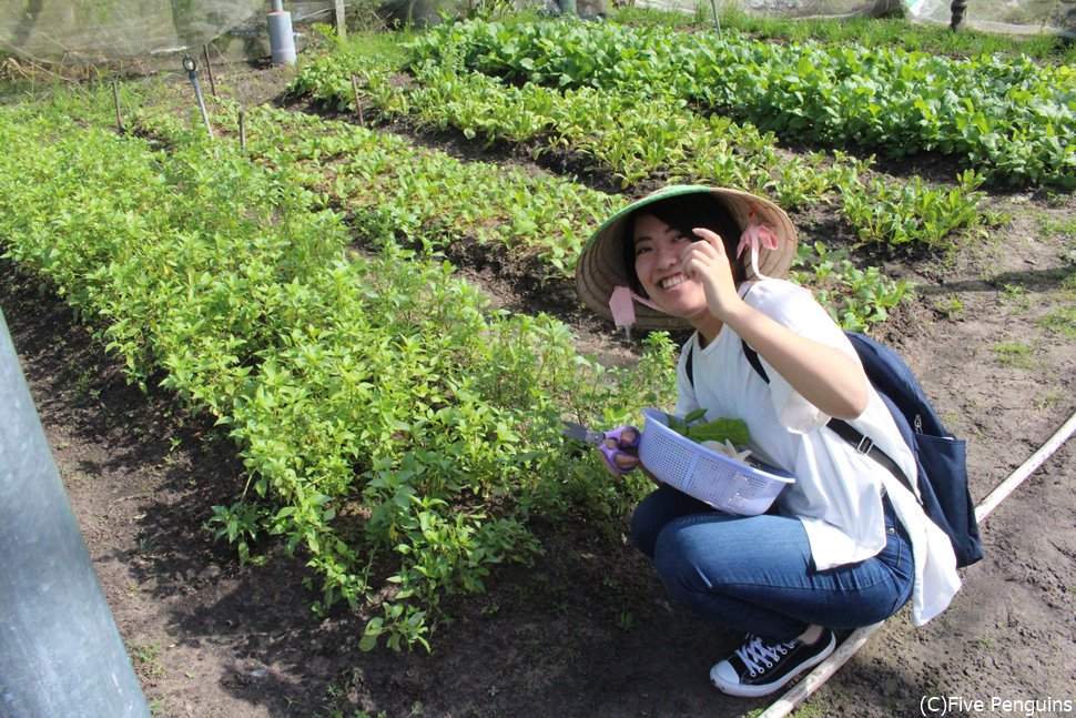 クチのオーガニック農園で野菜の収穫を体験!!