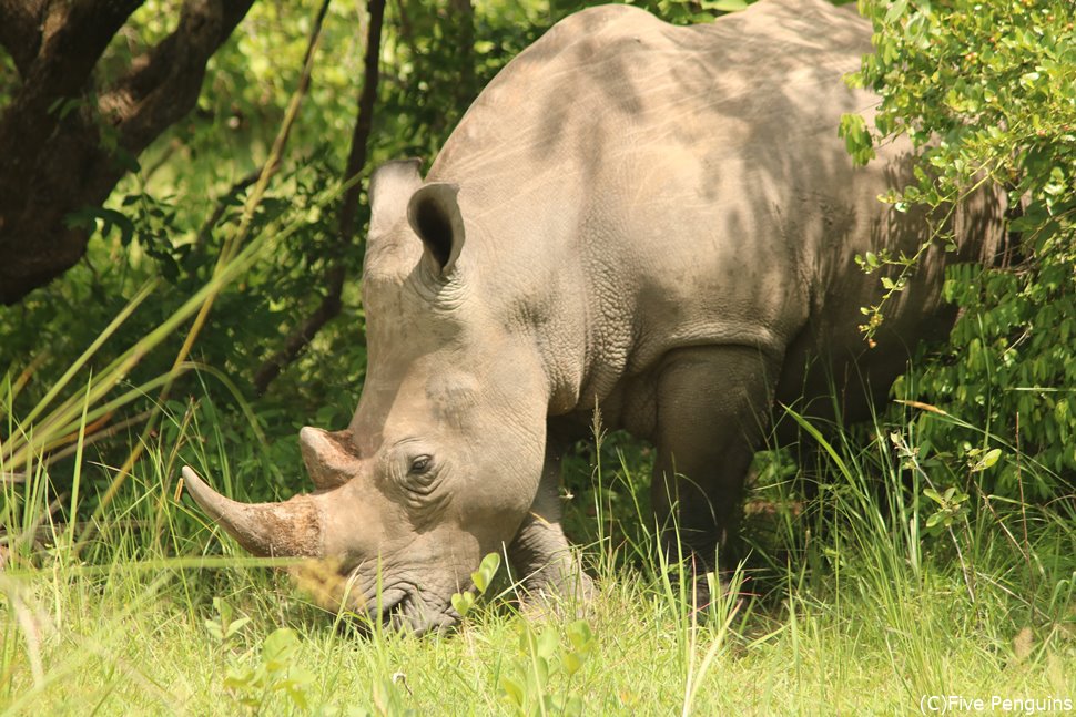 大興奮!ビック5のシロサイがこんなに近くに <ジワ・サイの保護区>