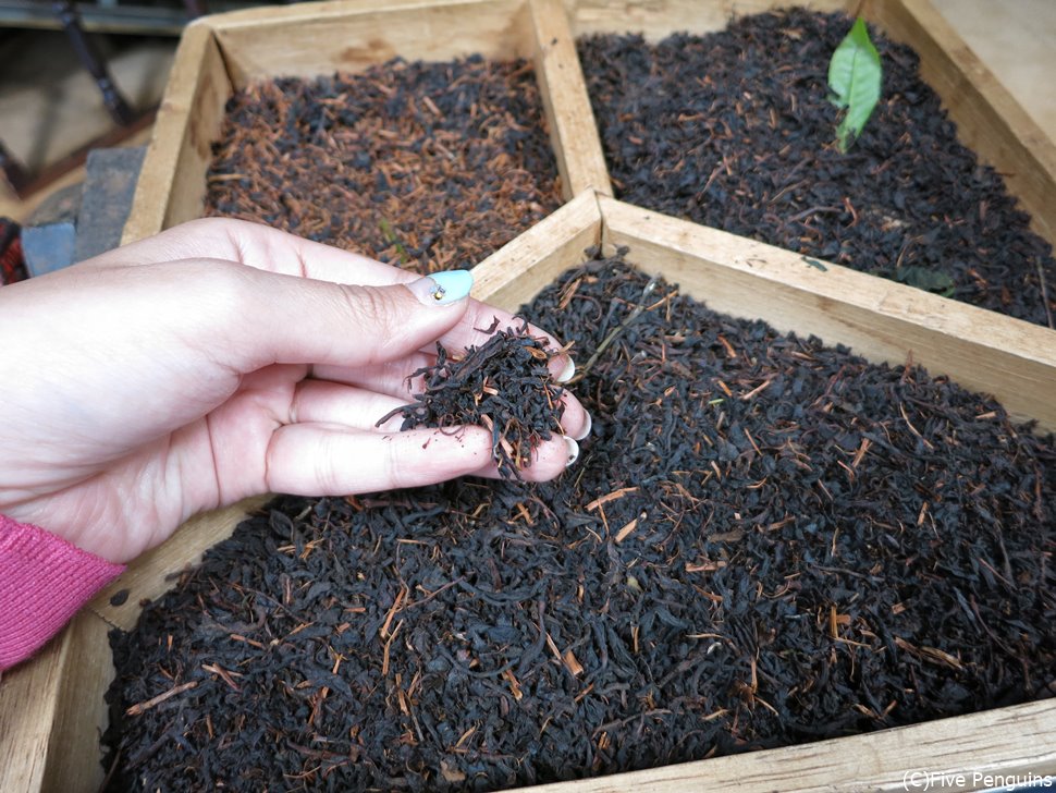 紅茶工場の見学もオススメ！