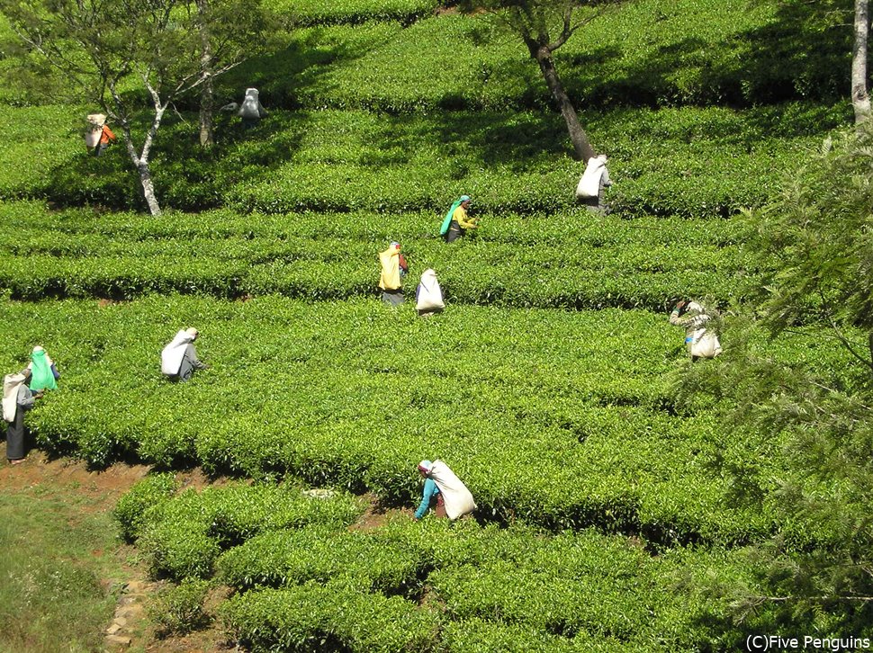 紅茶畑に行く際は1枚羽織るものを持参しましょう！