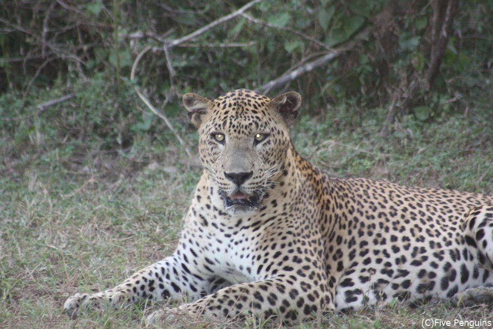 絶滅危惧種のスリランカヒョウ。見れたらラッキー！