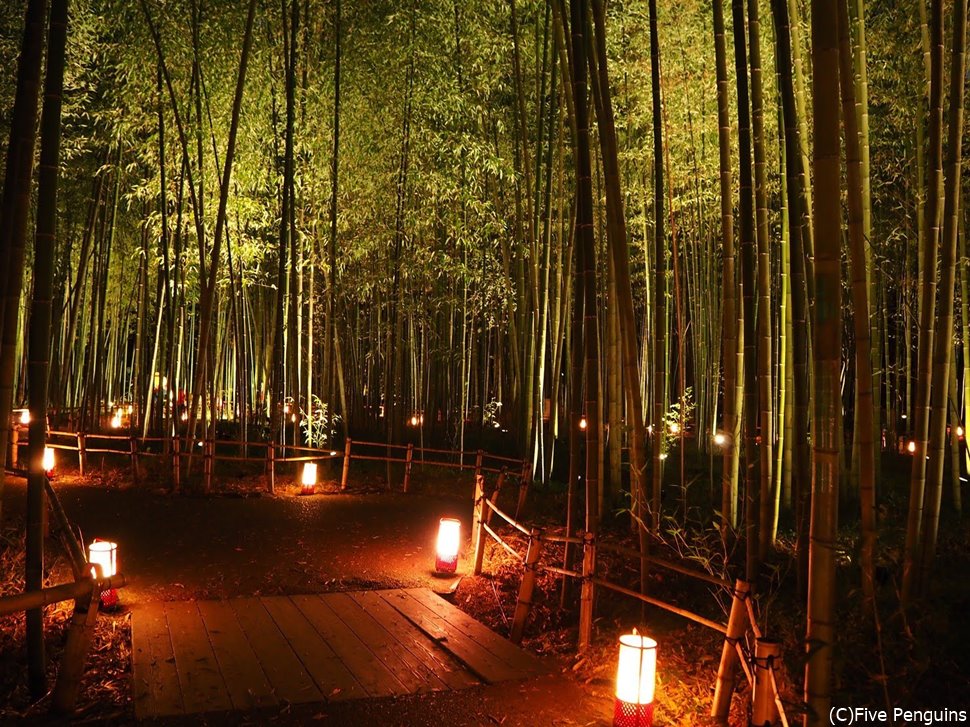 夜になるとまた違った趣を感じさせる嵐山の竹林。かぐや姫が出てきそう。