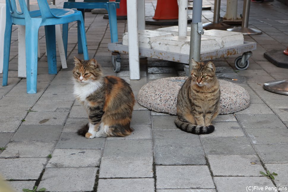 やっぱり猫はどこの国でも可愛い~!