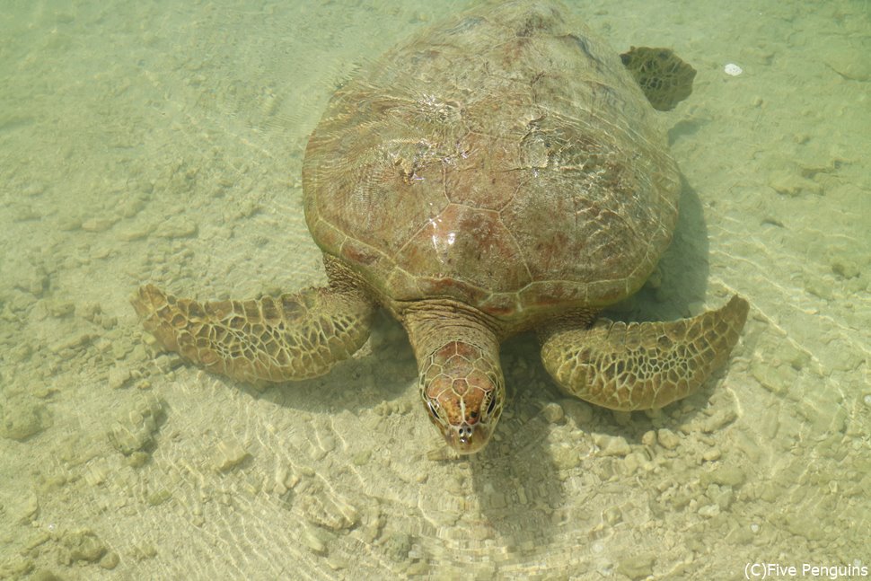 ウミガメと触れ合えるNAIWE BEACH