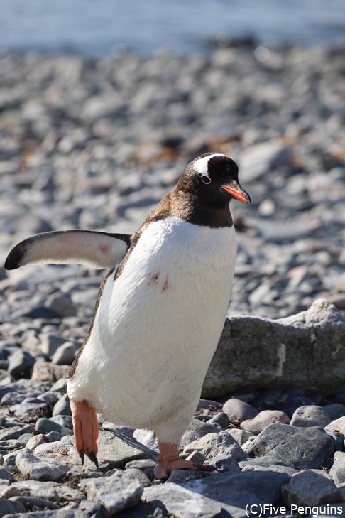 ダンコアイランドにいたジェンツーペンギン