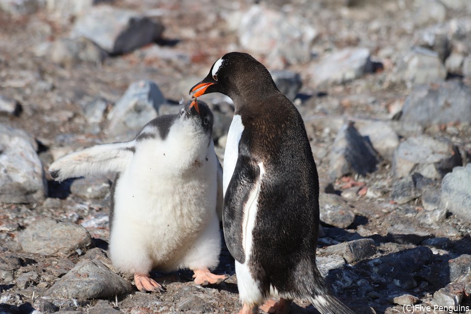 赤ちゃんに餌をやるジェンツーペンギンのお母さん