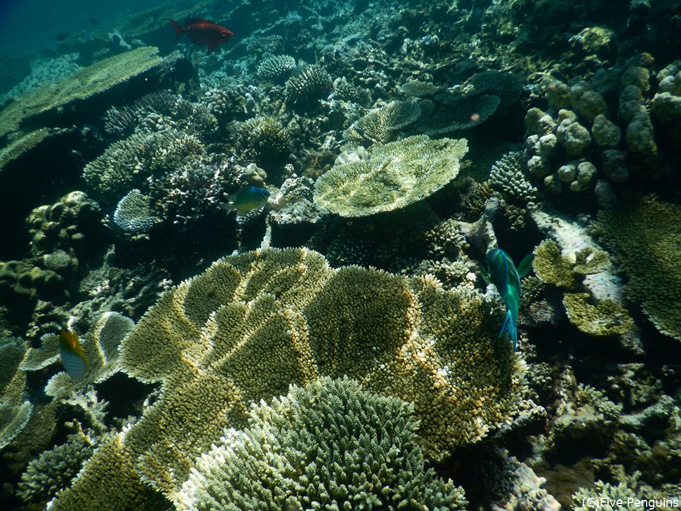 サンゴ礁の美しさは抜群