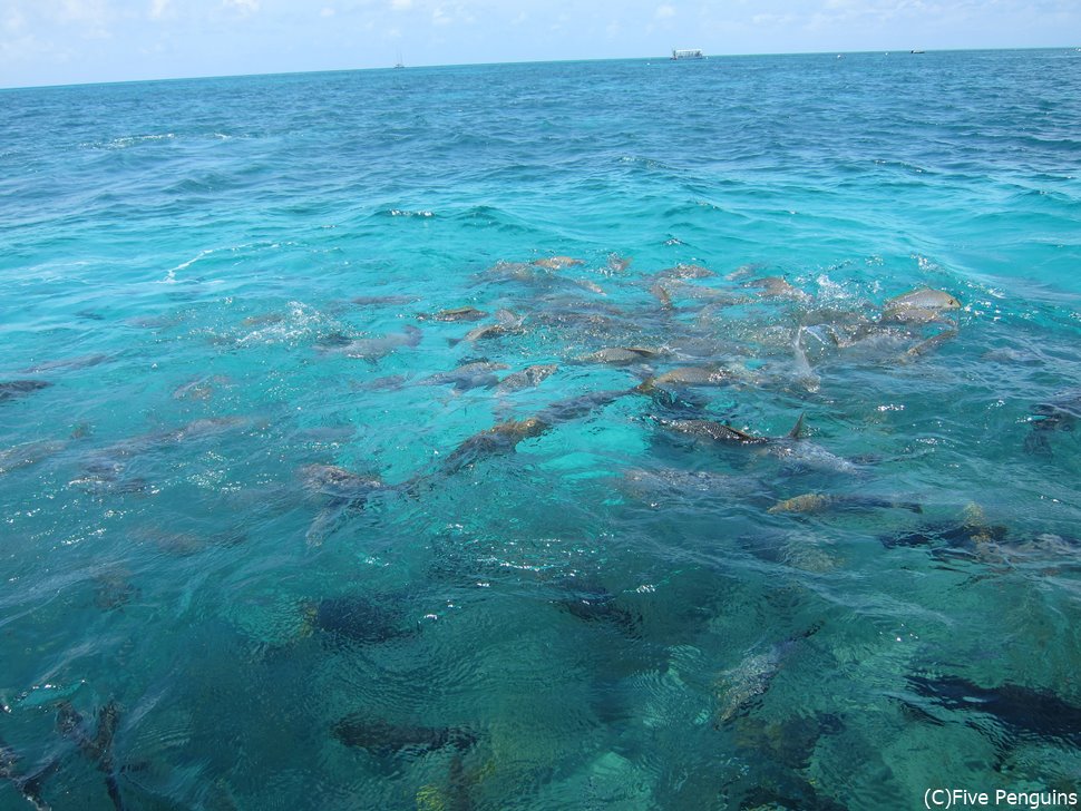 大小たくさんの魚を見ることができます