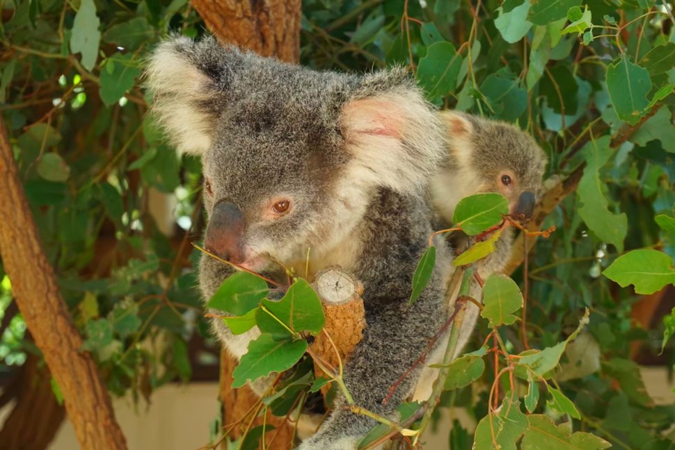 おすすめ オーストラリアの動物と触れ合えるエリア5選 おすすめ オーストラリアの動物と触れ合えるエリア5選